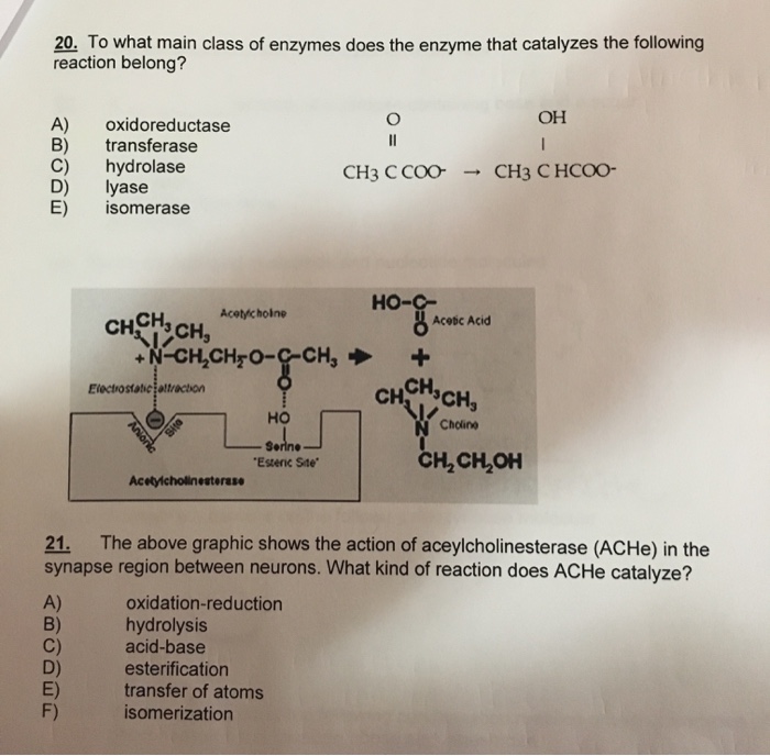 Solved 20 To what main class of enzymes does the enzyme that | Chegg.com