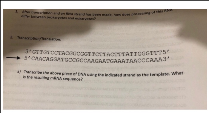 Solved 1. After transcription and an RNA strand has been | Chegg.com