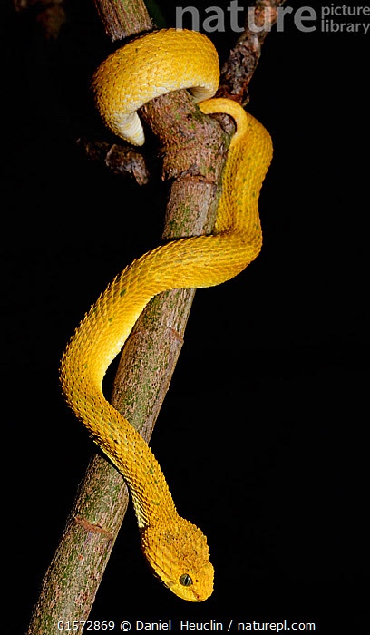 Atheris Flashcards | Chegg.com