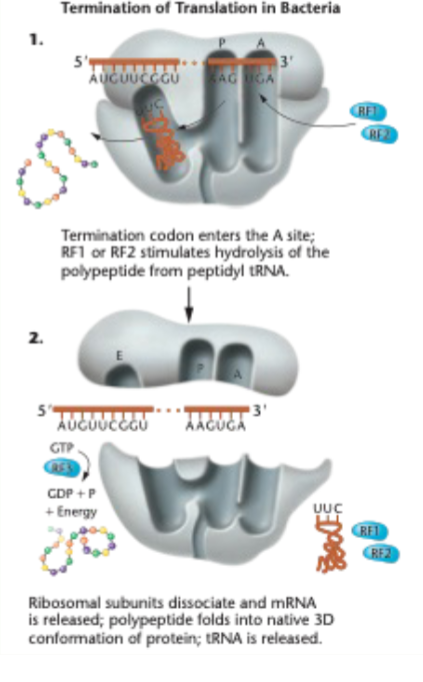 Solved Explain how translation terminates.•Hit stop codon | Chegg.com