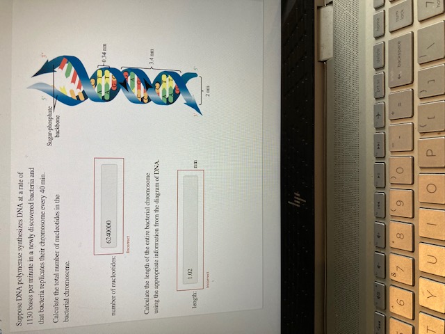 Solved Suppose DNA polymerase synthesizes DNA at a rate of | Chegg.com 