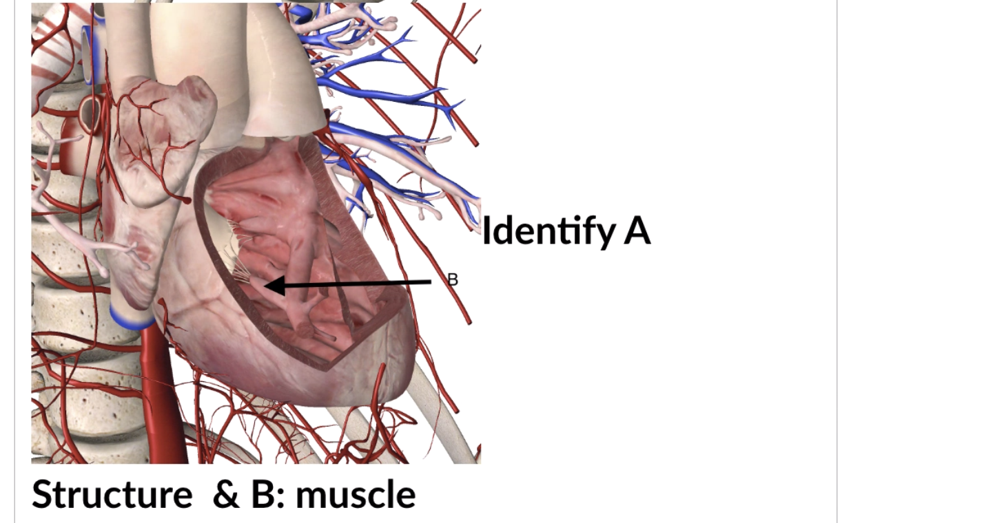 Structure \& B: muscle