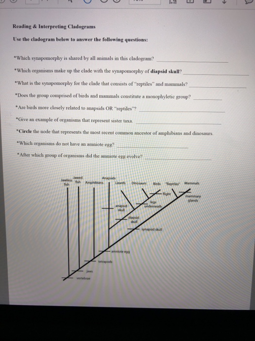 How To Make A Cladogram Worksheet Answer Key