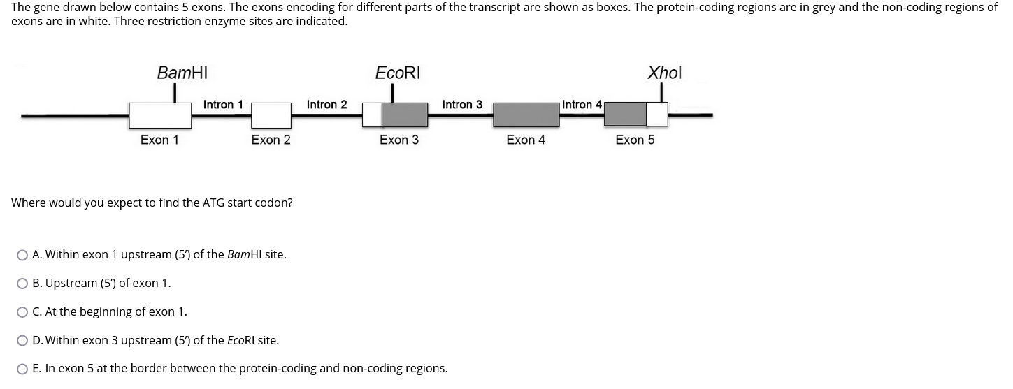 Solved The gene drawn below contains 5 exons. The exons | Chegg.com