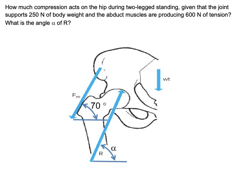 Solved How much compression acts on the hip during | Chegg.com