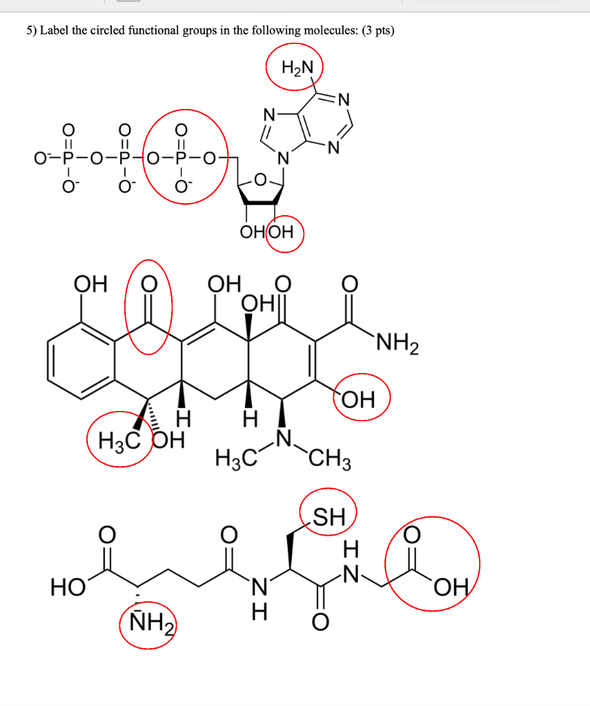 Solved Label the circled functional groups in the following | Chegg.com