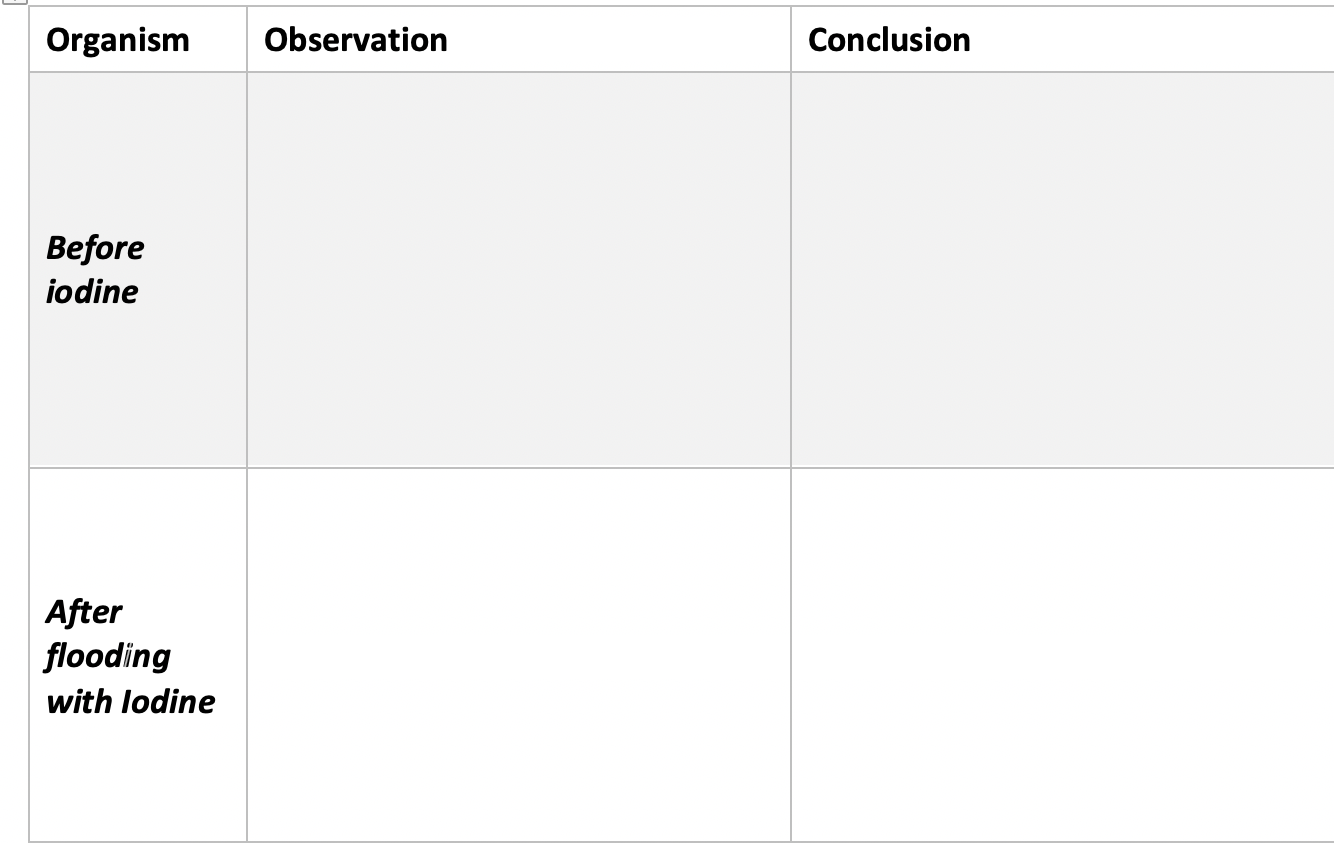 Solved Before Iodine (top-A; bottom −B ) After flooding w/ | Chegg.com