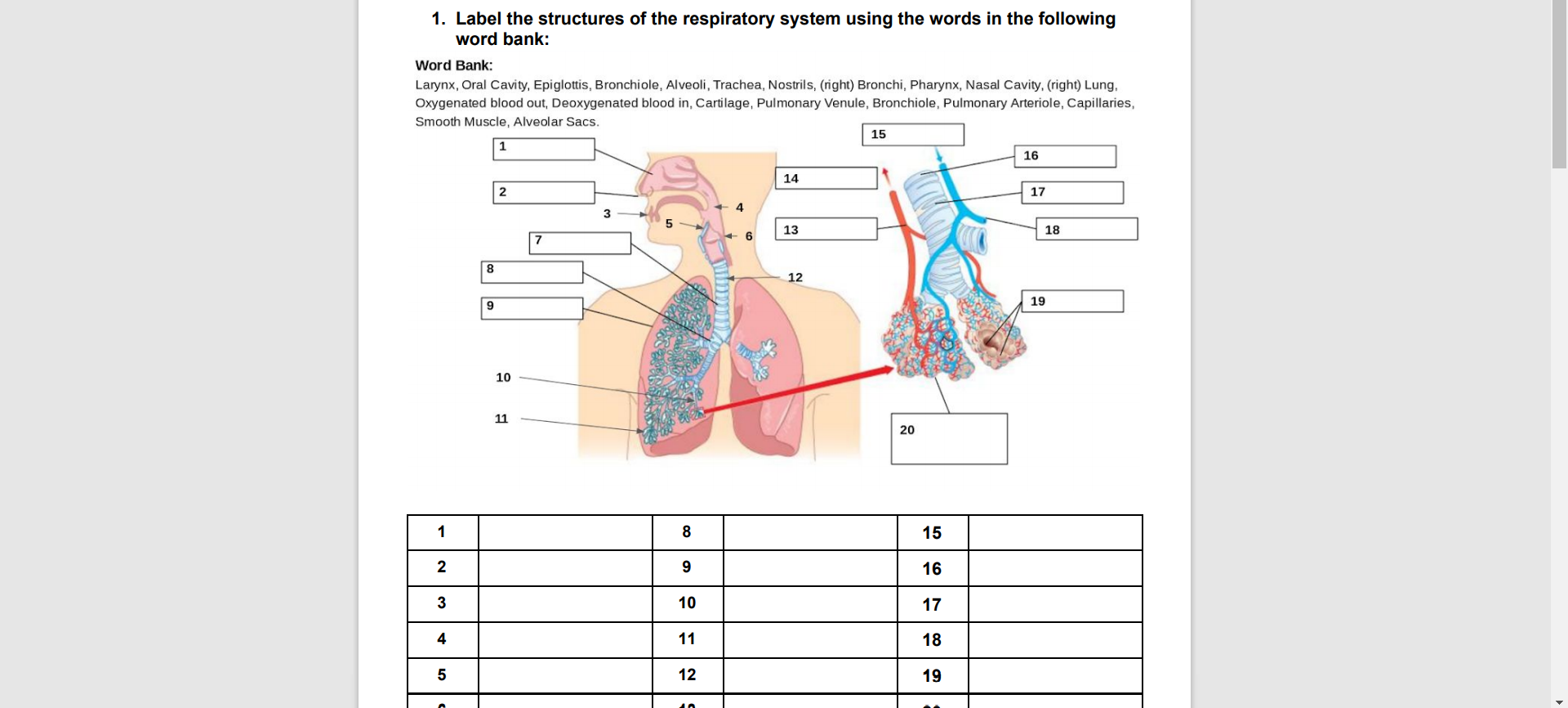 respiratory system diagram worksheet with word bank