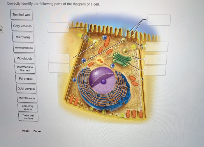 Solved Correctly identify the following parts of the diagram