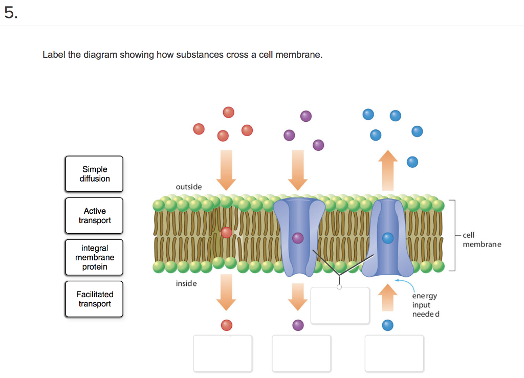 solved-label-the-diagram-showing-how-substances-cross-a-cell-chegg