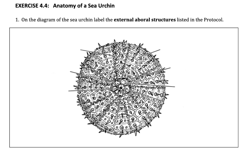 sea urchin external anatomy