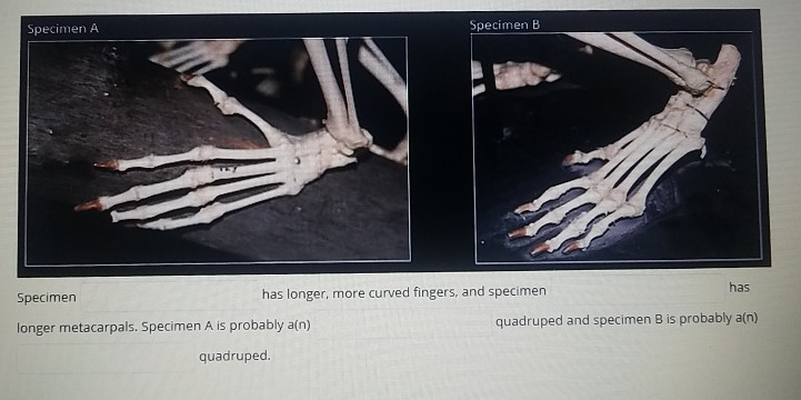 Solved Specimen B Specimen A Has Has Longer, More Curved | Chegg.com