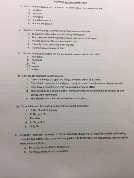 Solved NERVOUS SYSTEM WORKSHEET 1) Which of the following | Chegg.com