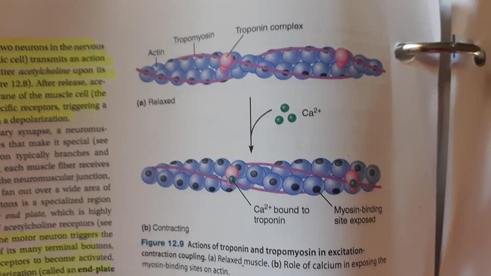 calcium ion in muscle contraction