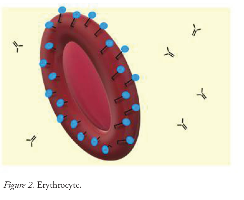 Solved a. Label the glycoproteins( antigens) in figure 2 b.
