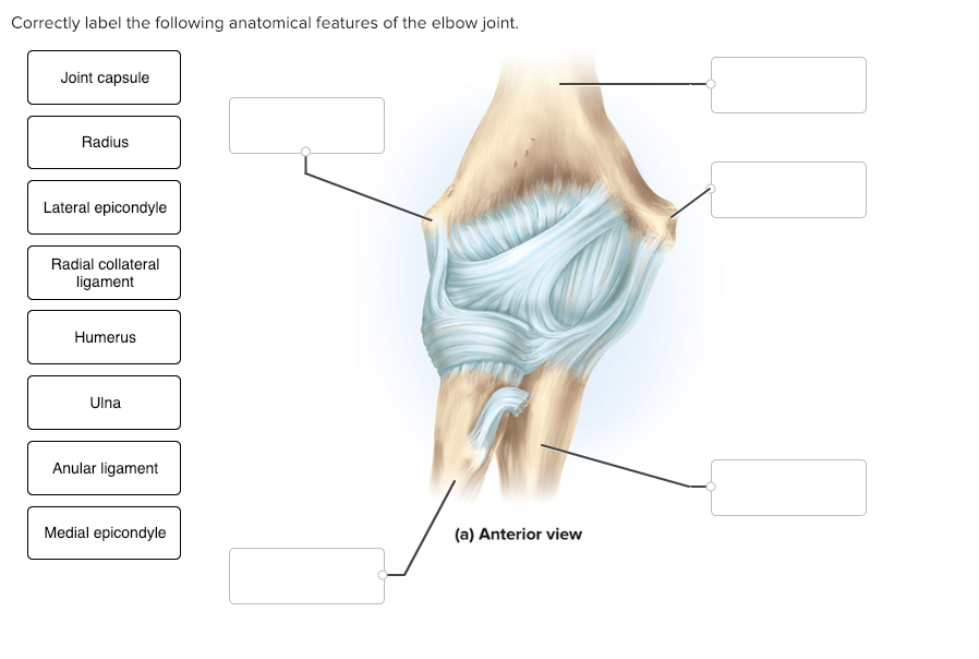 Solved Correctly label the following anatomical features of