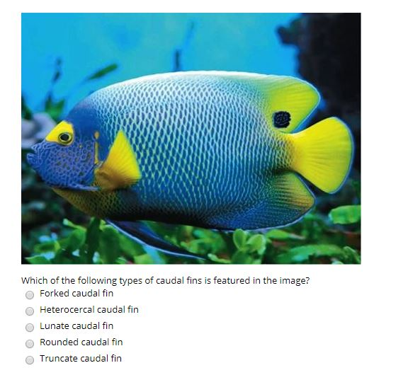 solved-which-of-the-following-types-of-caudal-fins-is-chegg