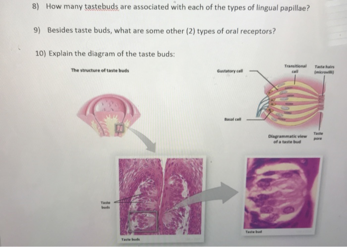 Taste Bud Anatomy - Anatomy Drawing Diagram