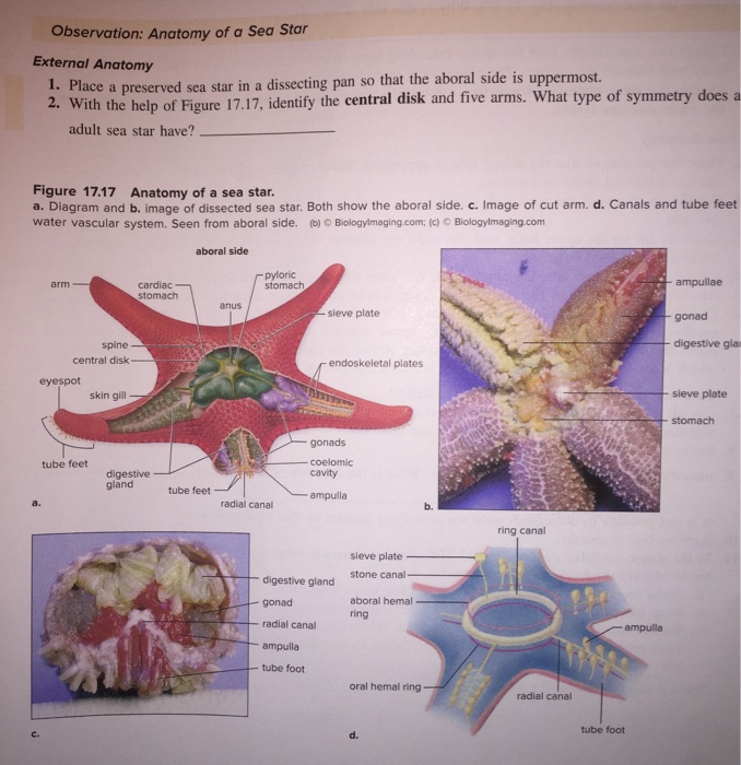 Solved Observation: Anatomy of a Sea Star External Anatomy | Chegg.com