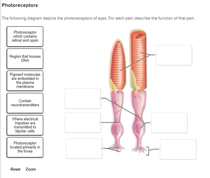 Solved The path of light Complete the following sentences to