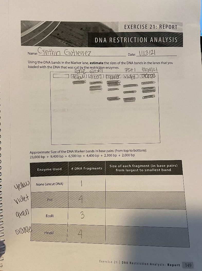 EXERCISE 21: REPORT DNA RESTRICTION ANALYSIS Name: | Chegg.com