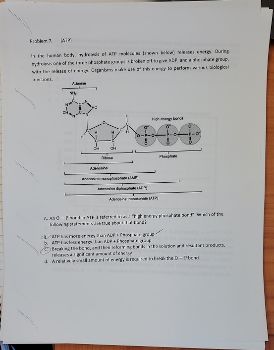 Solved Problem 7. (ATP) In the human body, hydrolysis of ATP | Chegg.com