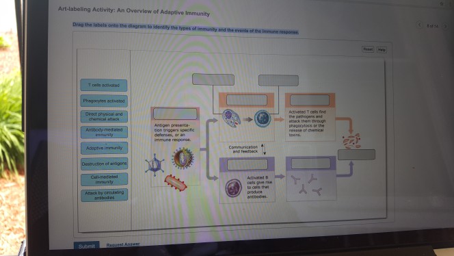 solved-art-labeling-activity-an-overview-of-adaptive-chegg