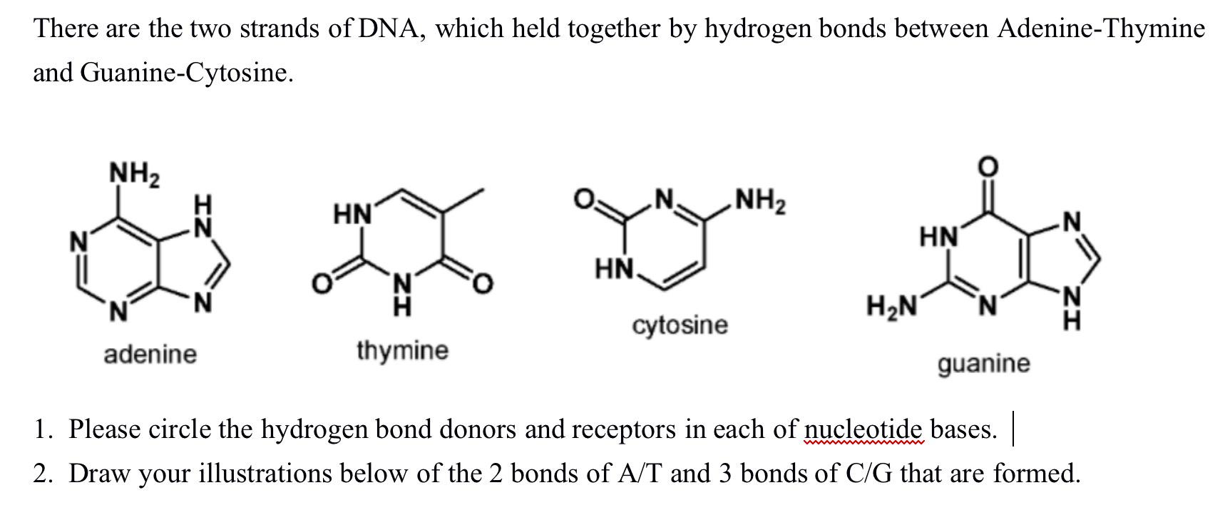 hydrogen bonds between thymine and adenine