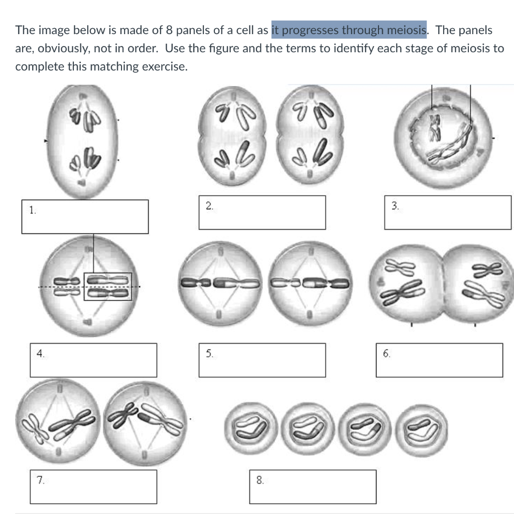 Solved The image below is made of 8 panels of a cell as it | Chegg.com