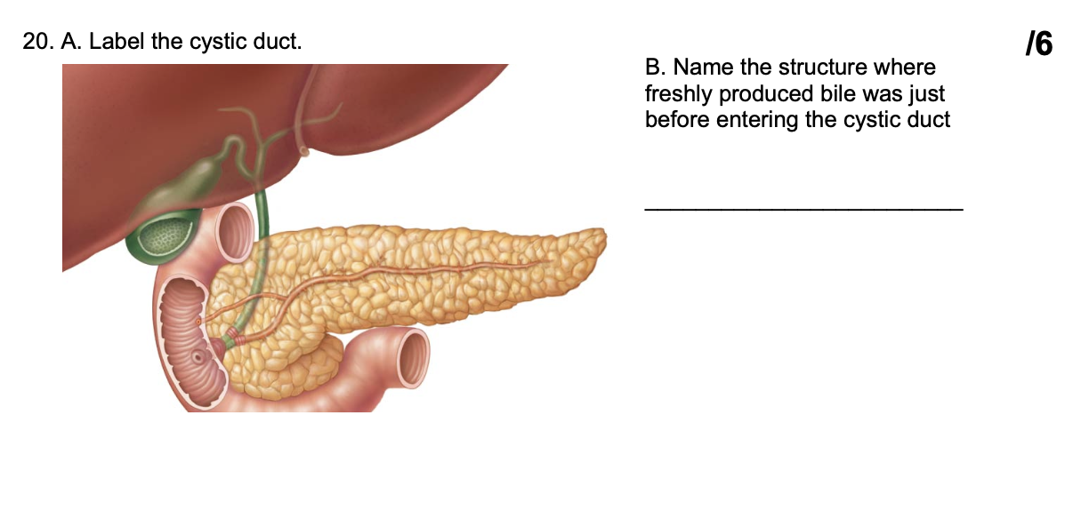 [Solved] 20. A. Label the cystic duct. B. Name the struct