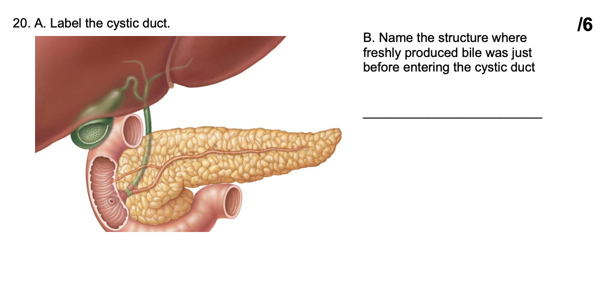 20. A. Label the cystic duct.
B. Name the structure where freshly produced bile was just before entering the cystic duct