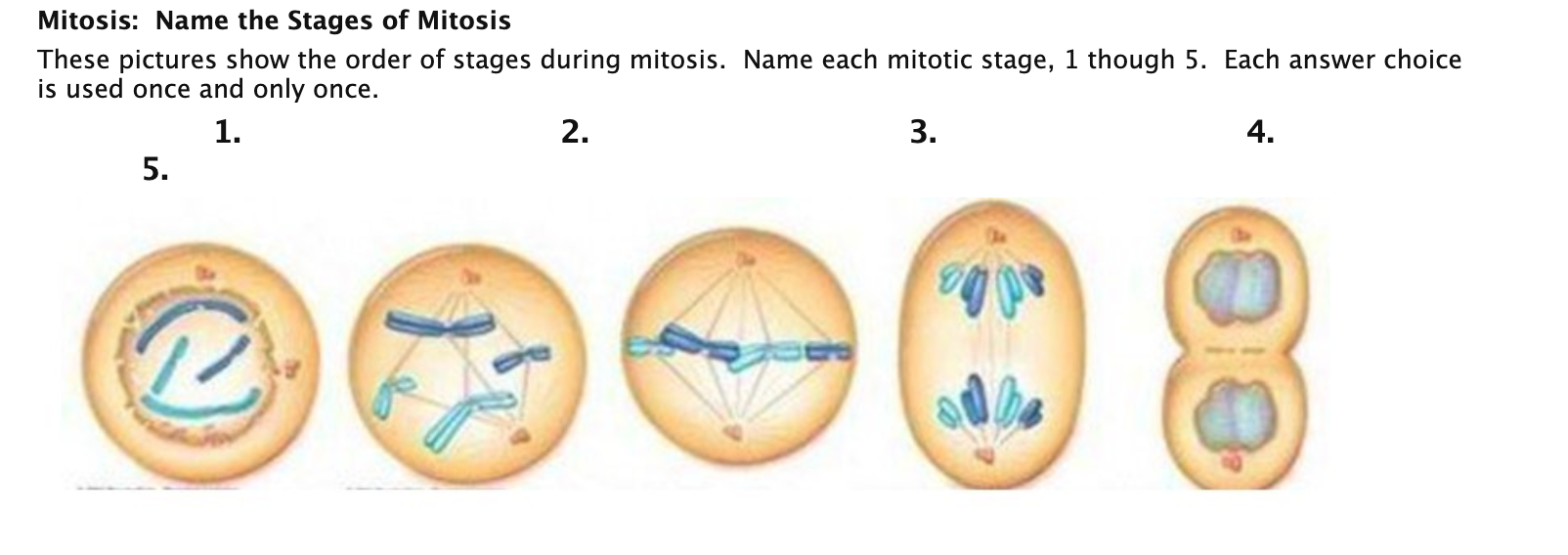 mitosis stages and descriptions