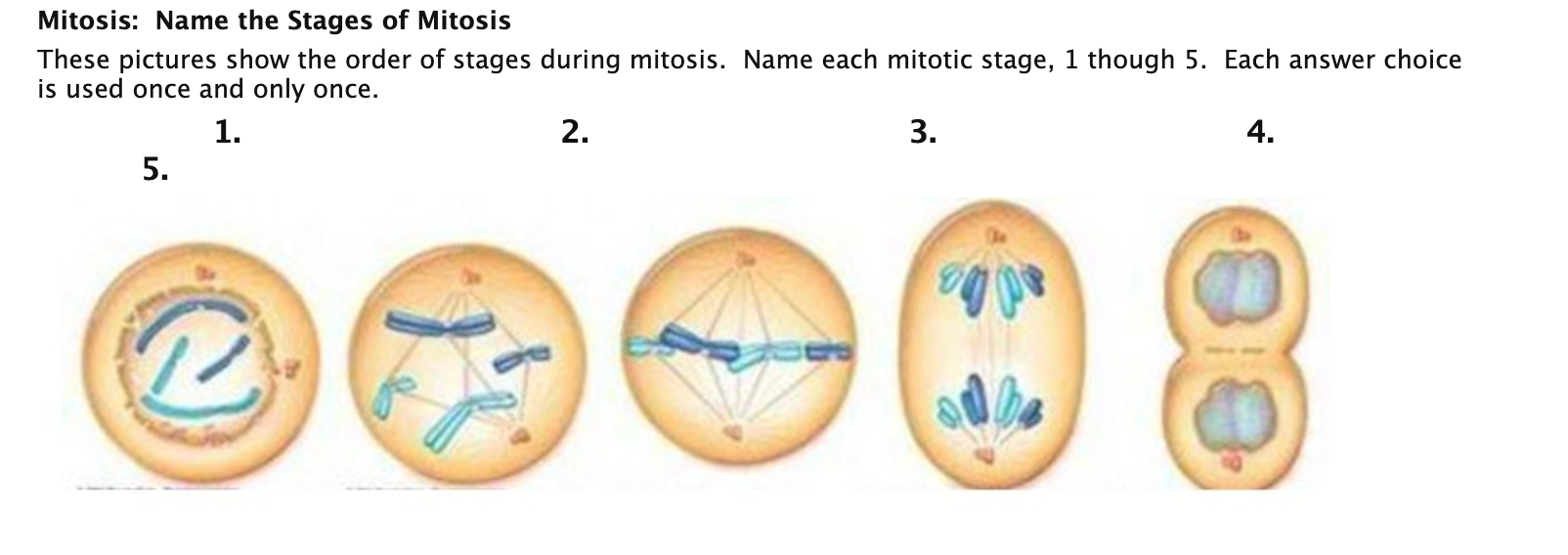 Solved Mitosis Name The Stages Of Mitosis These Pictures Chegg