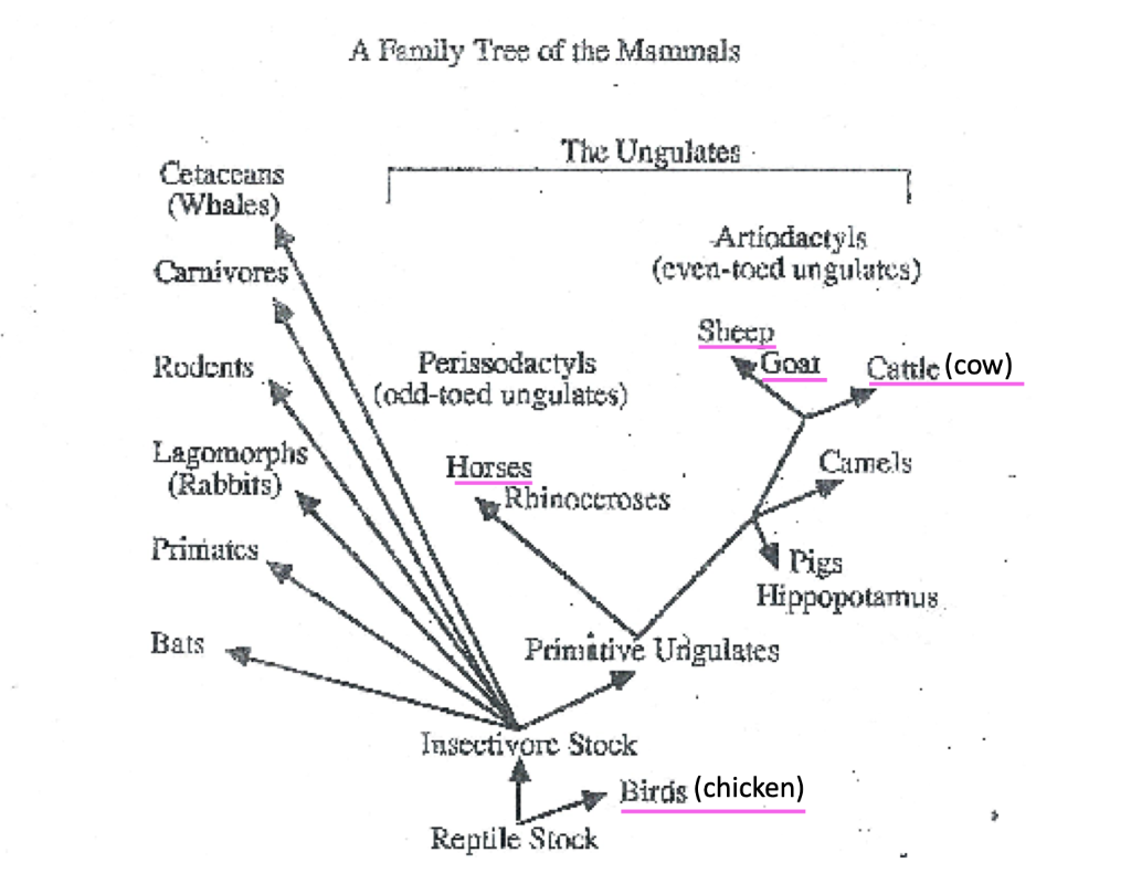 A Family Tree of the Mammals The Ungulates Cetaceans | Chegg.com