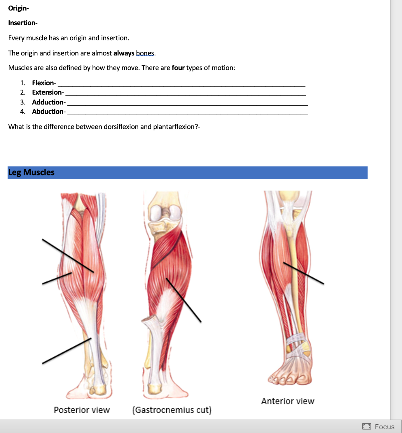 Which muscles are involved in flexion and extension of the leg?