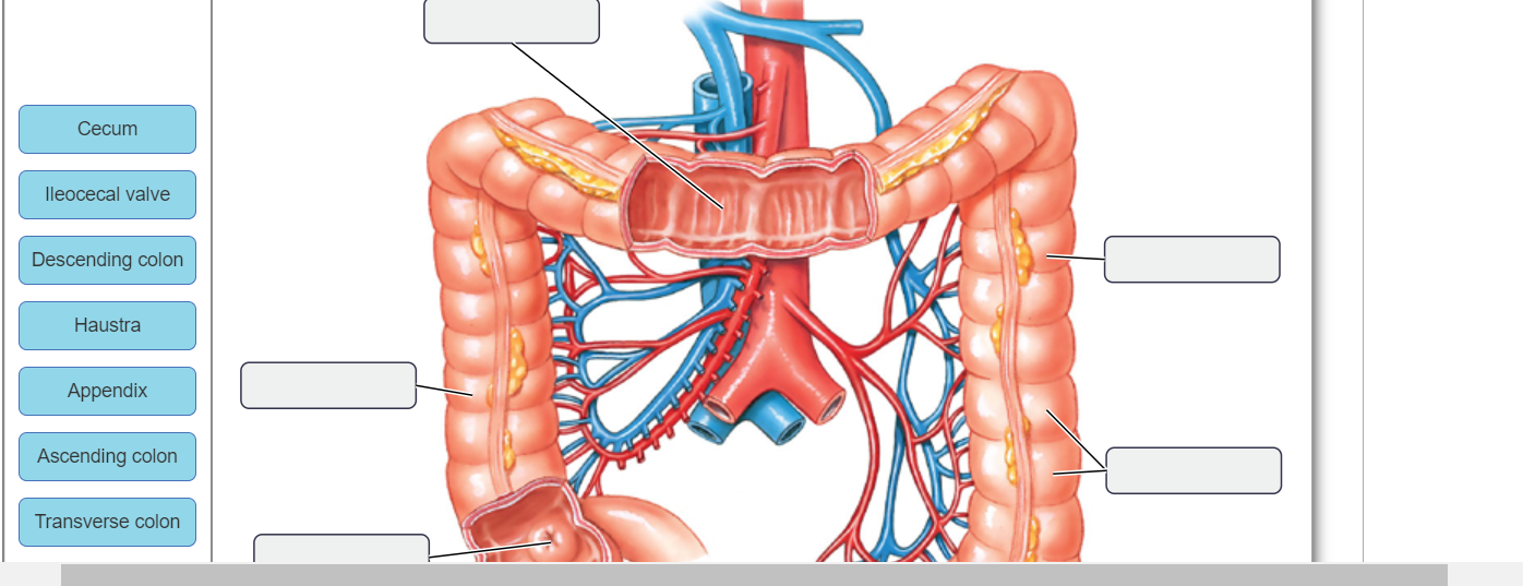 Solved The Large Intestine Is The Site Of Electrolyte And Chegg