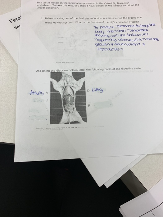 Fetal Pig Digestive System Quiz