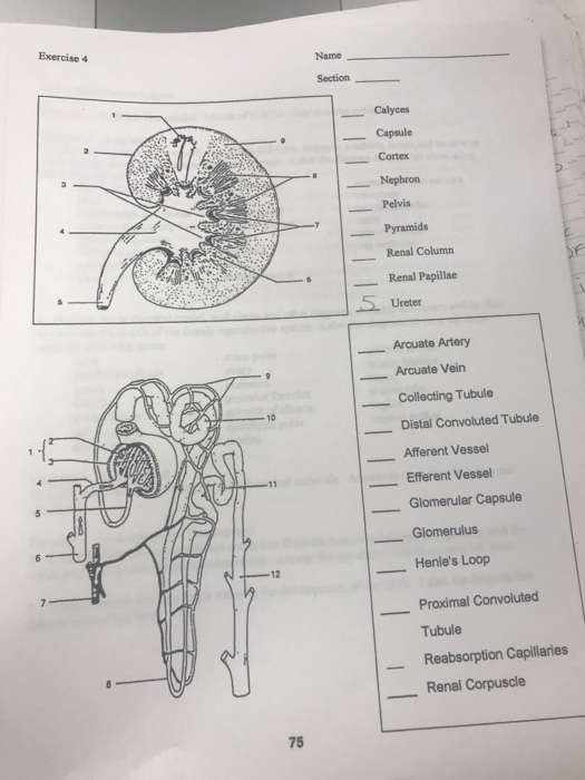 Solved Complete the diagrams that follow. Identify the | Chegg.com