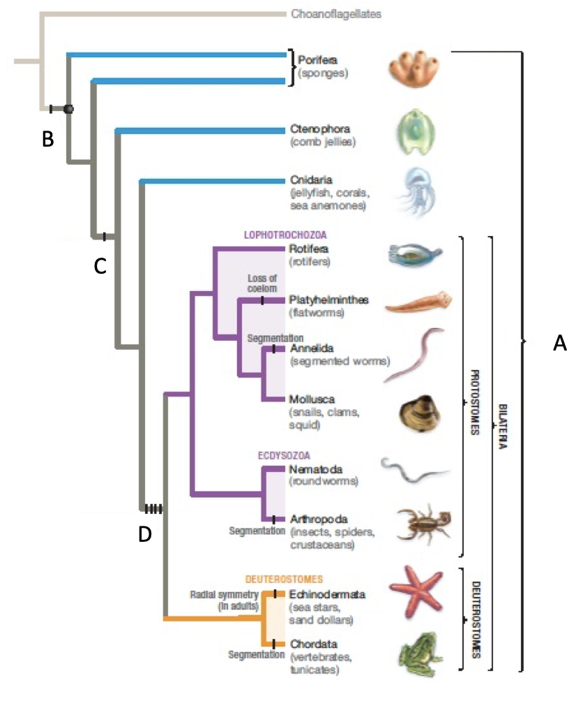 Solved Use the cladogram of hypothesized relationships among | Chegg.com