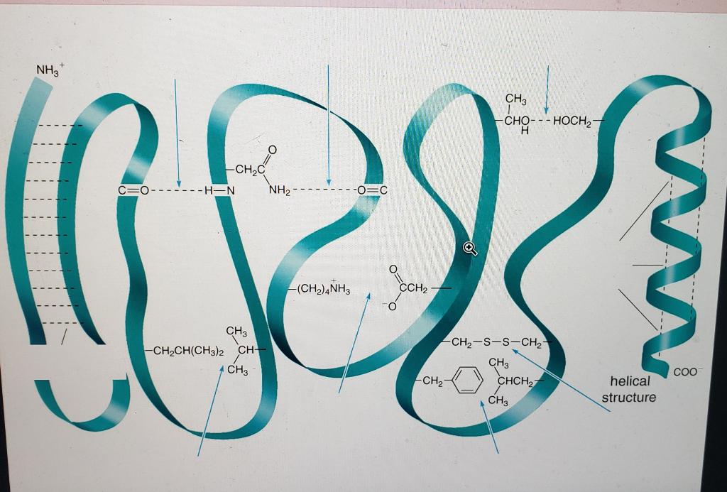 Solved Lable The Stabilizing Interactions Un Secondary And | Chegg.com