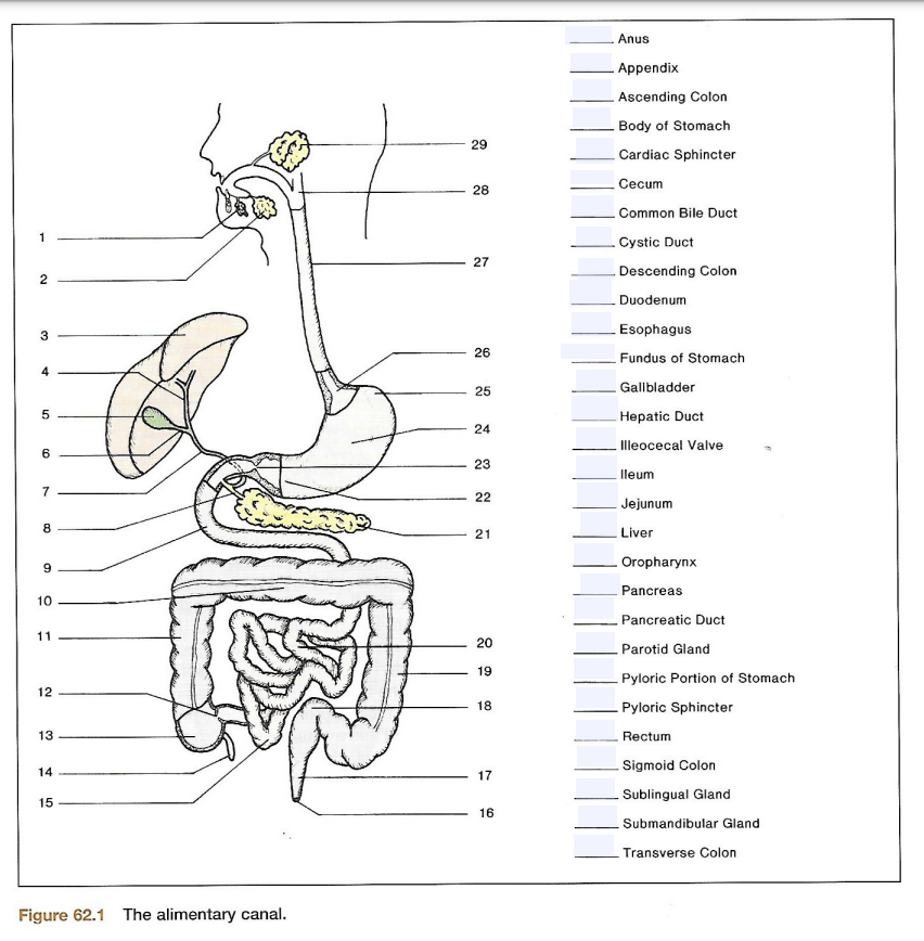 Solved Figure 62.1 The Alimentary Canal. Alimentary Canal 