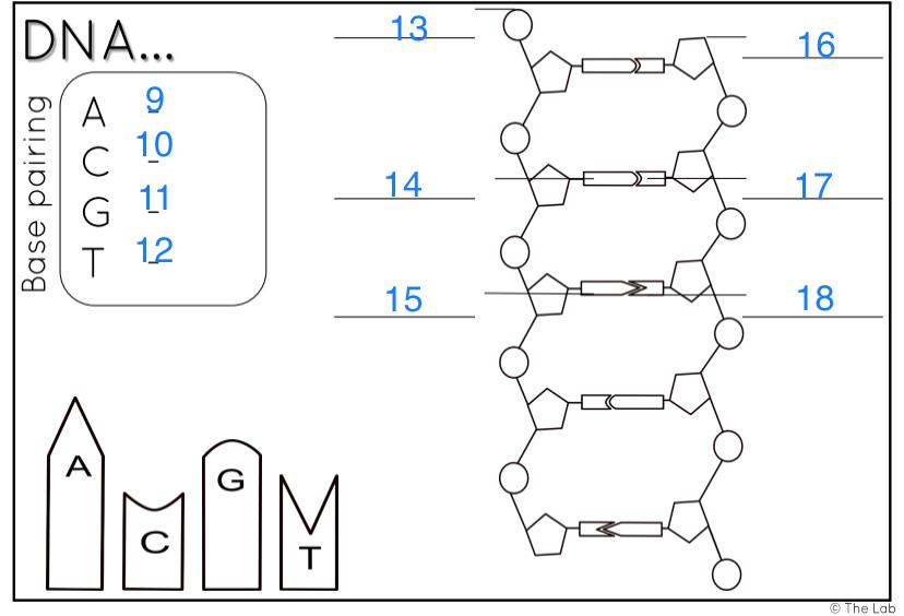 Solved 2 Determine The Order Of Nucleotides In A 3 To 5 Chegg Com