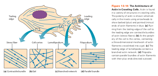 Solved Draw a diagram illustrating the role of the following | Chegg.com