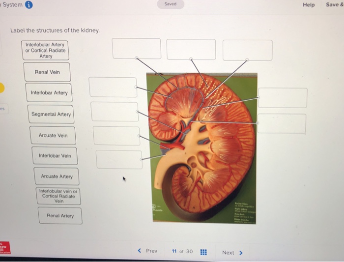 35 Label The Structures Of The Kidney - Labels Database 2020