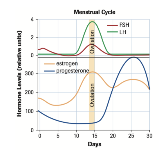 Solved Menstrual Cycle 4 FSH LH 2 Ovulation 0 Hormone Levels | Chegg.com