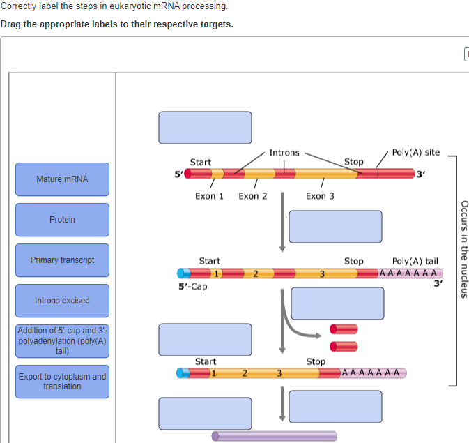 Solved Correctly label the steps in eukaryotic mRNA | Chegg.com