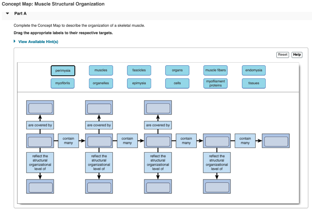 Solved Concept Map Muscle Structural Organization Part A