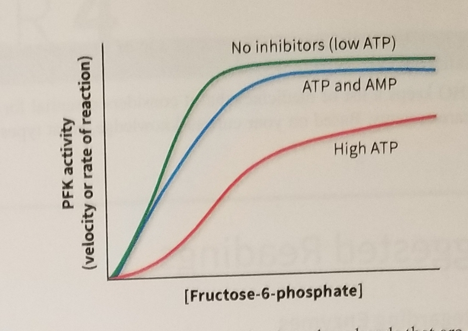 Phosphofructokinase is an enzyme in the glycolytic