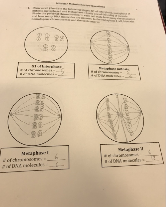 Solved Mitosis/ Meiesis Review Questions 1. Draw a cell (