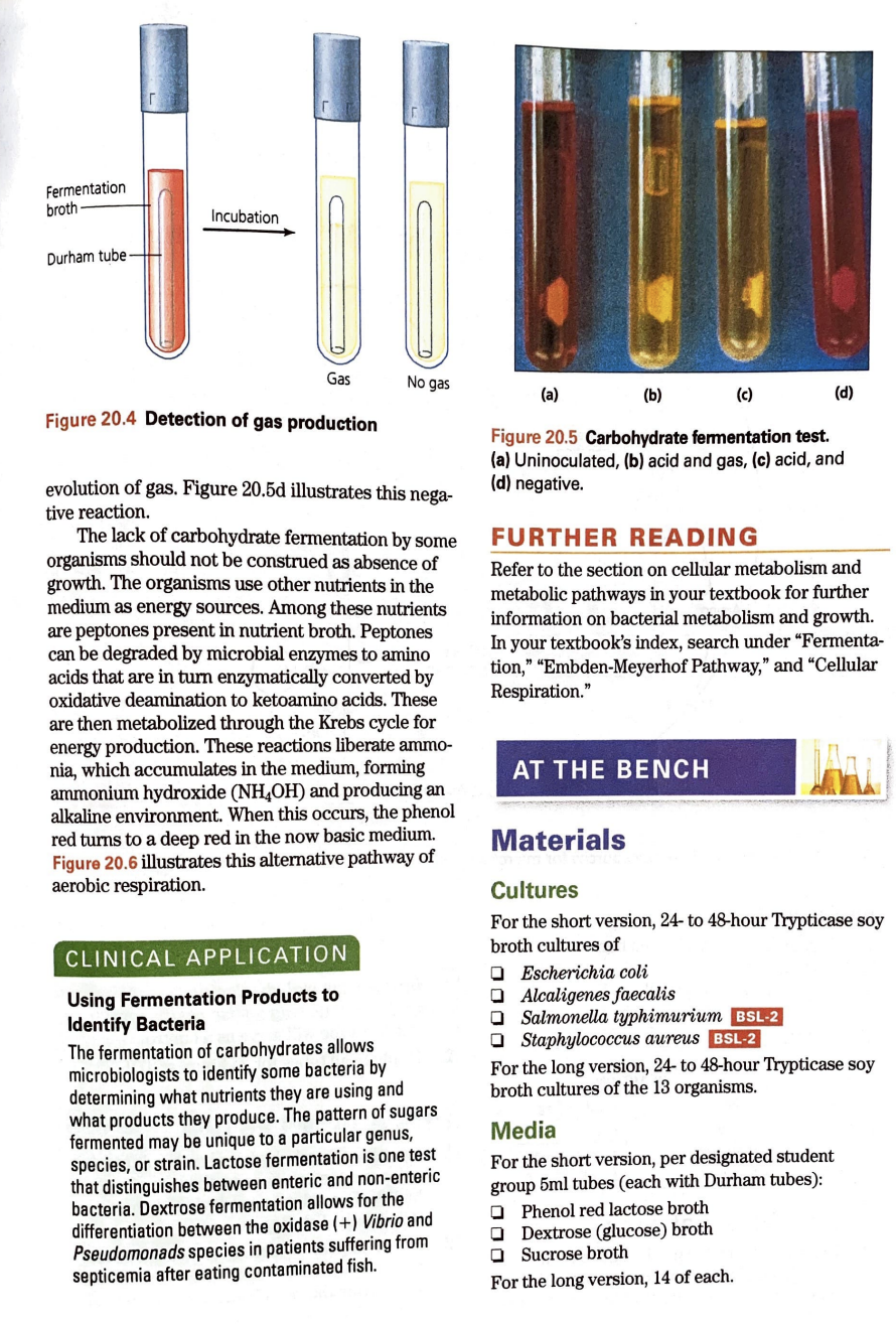 Fermentation
broth
Incubation
?
Durham tube-
Gas
No gas
Figure 20.4 Detection of gas production
evolution of gas. Figure 20.5